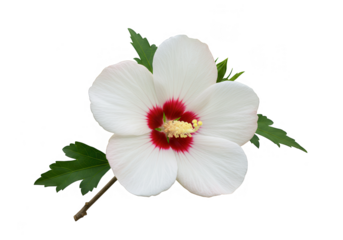 A single white hibiscus flower with red center, isolated on transparent background