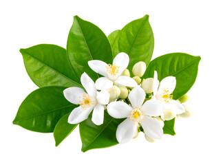 Fototapeta premium Delicate white blossoms and lush green leaves beautifully arranged, embodying natural freshness.