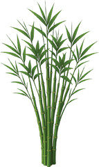 bamboo vector