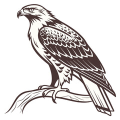 Fototapeta premium Brown and cream hawk perched on branch vector illustration