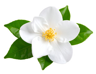 Obraz premium A pristine white blossom with vibrant green leaves radiates natural elegance and delicate beauty.