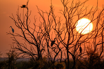 Atardecer en Doñana