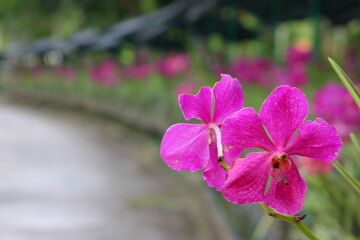 Groups of bright pink-purple orchids bloom along the walkway, with a red-roofed building and...