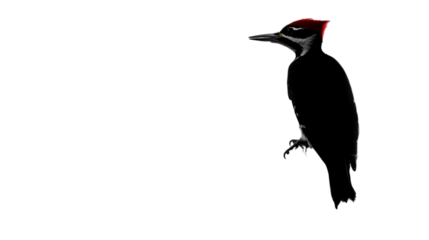 Ivory billed woodpecker in dark background wildlife photography bird watching ornithology nature study