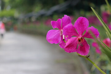 Groups of bright pink-purple orchids bloom along the walkway, with a red-roofed building and...
