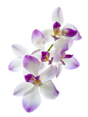 Fototapeta premium Closeup of White and Purple Phalaenopsis Orchids Against white Background Delicate Petals Soft Texture Vivid Colors Botanical Beauty Floral Elegance Nature Photography