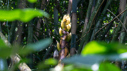 Edible *Bambusa oldhamii* bamboo shoot (locally called 