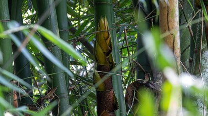 Edible *Bambusa oldhamii* bamboo shoot (locally called 