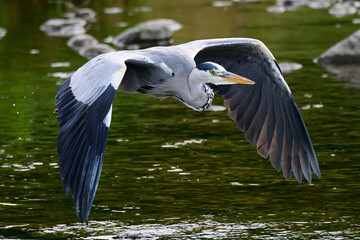 Obraz premium Graureiher im Flug
