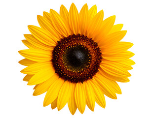 Fototapeta premium A stunning sunflower in full bloom, showcasing its bright yellow petals and intricate dark seed center.