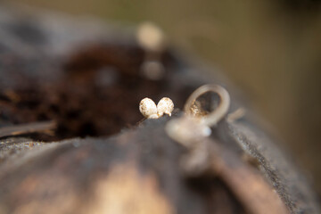 Close-up of small wood mushroom Schizophyllum commune on bark. Rich in beta-glucans with...
