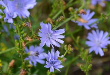 Close-up of a bunch Beautiful Blue Chicory Flowers in Bloom