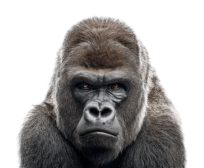 Stunning of a gorilla in lighting animal portrait