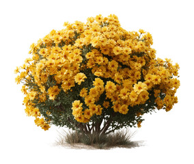 Vibrant yellow flowering bush nature scene floral arrangement view