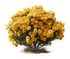 Vibrant yellow flowering bush nature scene floral arrangement view