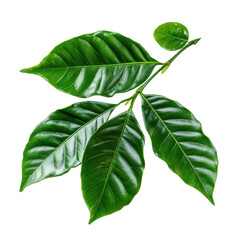 Coffee leaves on a bright Transparent background showcasing their vibrant green color and unique texture, coffee leaves isolated on PNG background