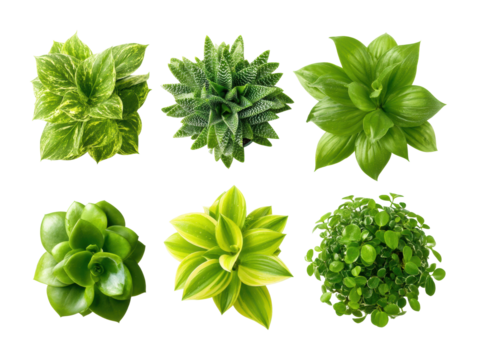 Showcasing lush green plants space botanical natural light top view