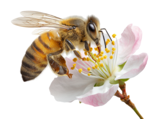 Busy bee pollinating cherry blossom in spring nature scene