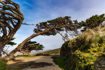 The ocean wind bent the trees