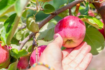 A hand reaches out to pick a ripe red apple from a branch laden with fruit and green leaves in an...