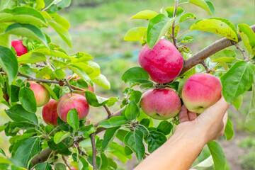 Fruit harvesting. Hand reaches out to pick a ripe red apple from a branch laden with fruits and...
