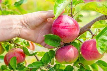 A hand reaches out to pick a ripe red apple from a branch laden with fruit and green leaves in an...