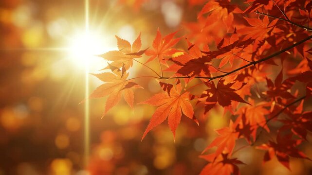  Vibrant maple leaves in autumn, glowing warmly, against a sunlit forest backdrop