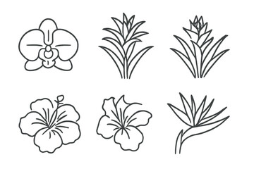 Line drawings of various tropical flowers showcasing unique shapes and details on a clean background