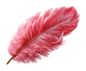 Captivating pink feather display natural creative concept