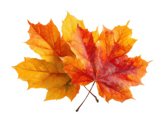 Obraz premium Autumn leaves falling nature scene seasonal beauty