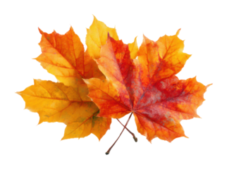 Autumn leaves falling nature scene seasonal beauty