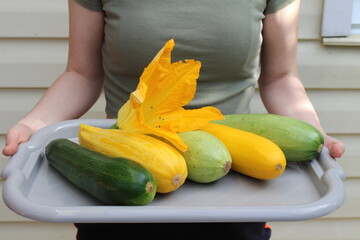 young girl grows and harvests her own zucchini in different colors in her garden