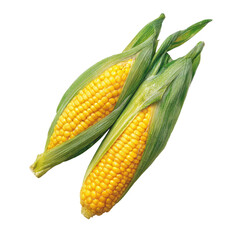 Two fresh corn cobs with husks on transparent background green