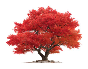Vibrant autumn tree display natural landscape nature serenity