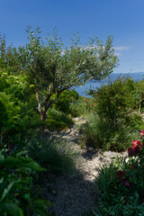 A serene garden path winds through lush greenery, leading to a glimpse of the sparkling blue sea under a clear sky. Vrbnik.