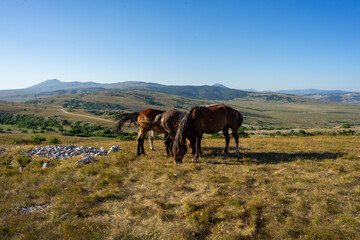 Wild Horses of Kupres, Bosnia and Herzegovina