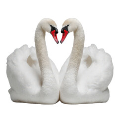 Obraz premium Two Elegant Swans in Perfect Harmony Against a Black Background