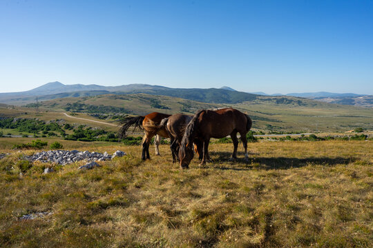 Wild Horses of Kupres, Bosnia and Herzegovina