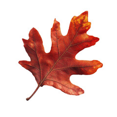 Fototapeta premium Vibrant red autumn oak leaf showcasing the beauty of fall against a clean Transparent background, Red autumn oak leaf isolated on PNG background