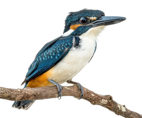 Vibrant kingfisher bird perched on branch natural habitat wildlife
