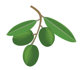 Green olive on white background. vector illustration	