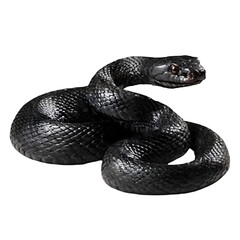 Glossy Black Snake Coiled, Reptile with Scales and Dark Eyes isolated on transparent background