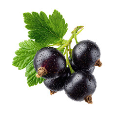 Fresh black currant berries with leaves on transparent background
