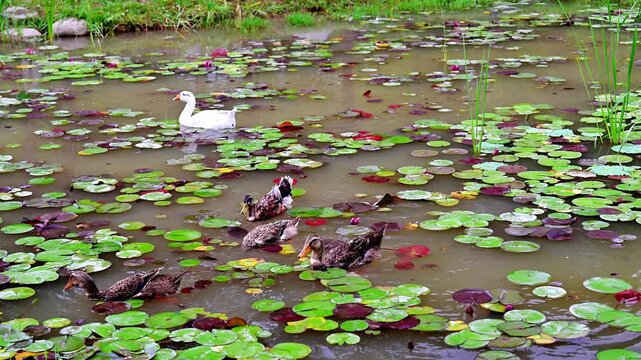 ducks in the pond