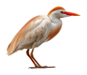 Cattle egret foraging in wetlands nature