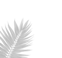 Obraz premium Realistic shadow overlay effect. Natural palm leaf shadows isolated on transparent background. Tropical coconut branch shade, foliage silhouette decoration. Design element for summer spring projects