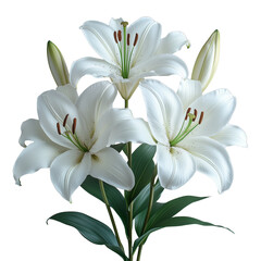 Fototapeta premium Delicate white lily PNG with stamen details on transparent background