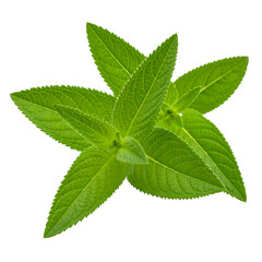 Fresh Green Leafy Plant Showing Detailed Texture and Vibrant Color