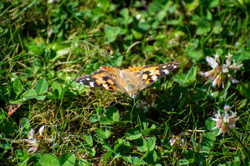 vanessa cardui butterfly on the grass