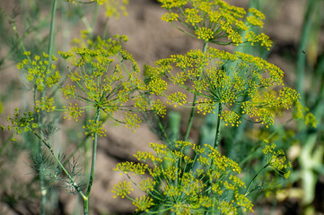 blossom of dill in the garden